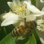 Fioredizucca Gospodarstwo agroturystyczne Albenga