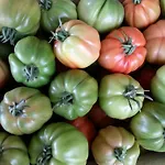 Gospodarstwo agroturystyczne Fioredizucca Albenga
