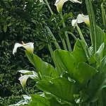 Fioredizucca