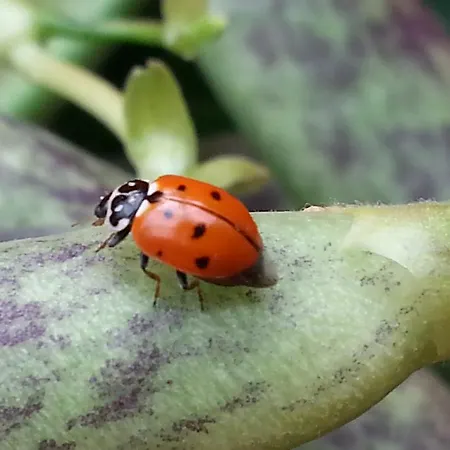 Fioredizucca Farm stay Albenga