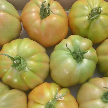 Fioredizucca Farm stay