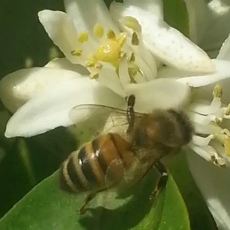 Fioredizucca ファームステイ アルベンガ