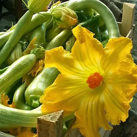 Fioredizucca Albenga