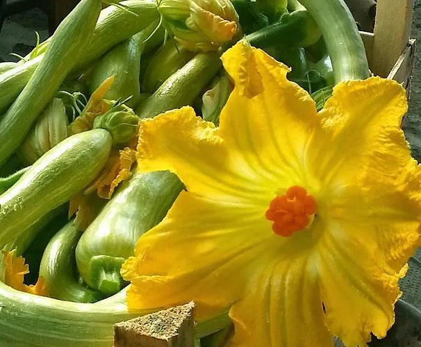 Fioredizucca Albenga