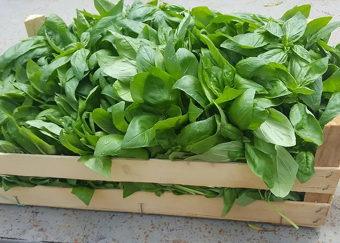 Séjour à la ferme Fioredizucca Albenga