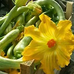 Fioredizucca Albenga