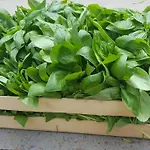 Alojamento de Turismo Rural Fioredizucca Albenga