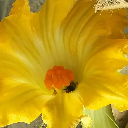 ファームステイ Fioredizucca *