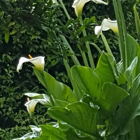 Fioredizucca