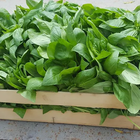 Alojamento de Turismo Rural Fioredizucca Albenga