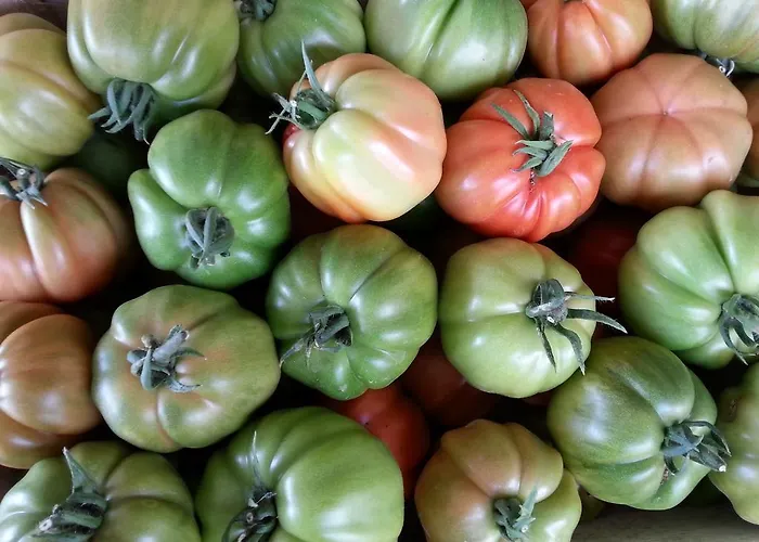 Çiftlik konaklama Fioredizucca Albenga