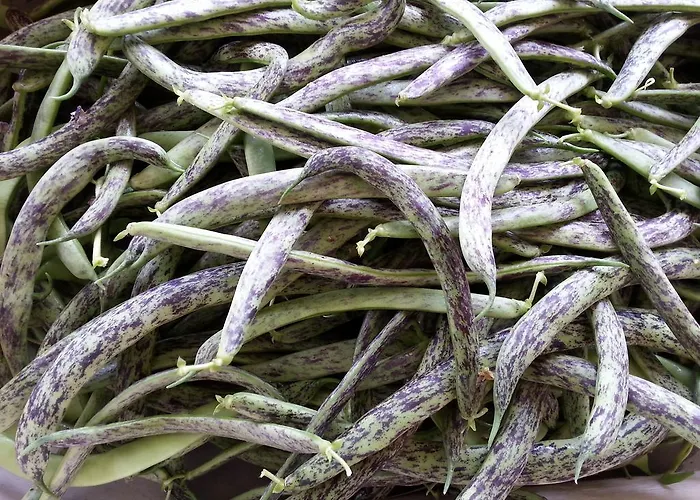 Çiftlik konaklama Fioredizucca *