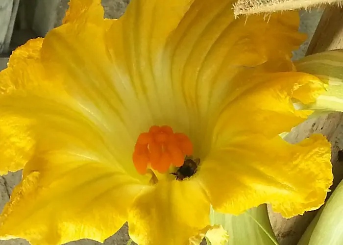 Feriegård Fioredizucca *