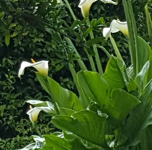 Fioredizucca